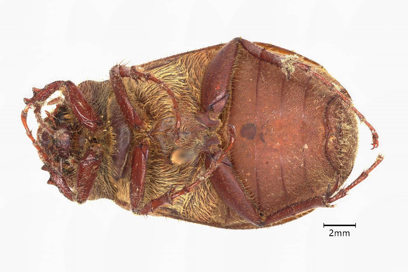Phyllophaga setifera image