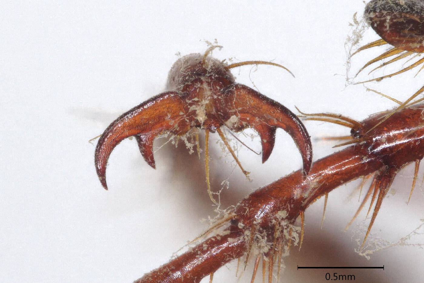 Phyllophaga (Phyllophaga) image