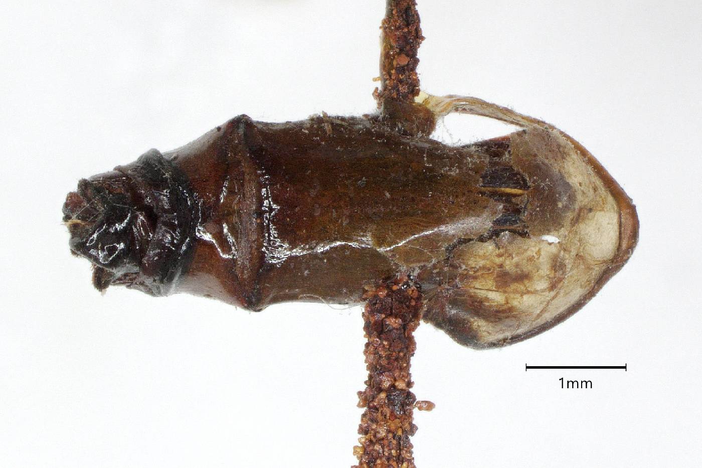 Phyllophaga (Phyllophaga) image