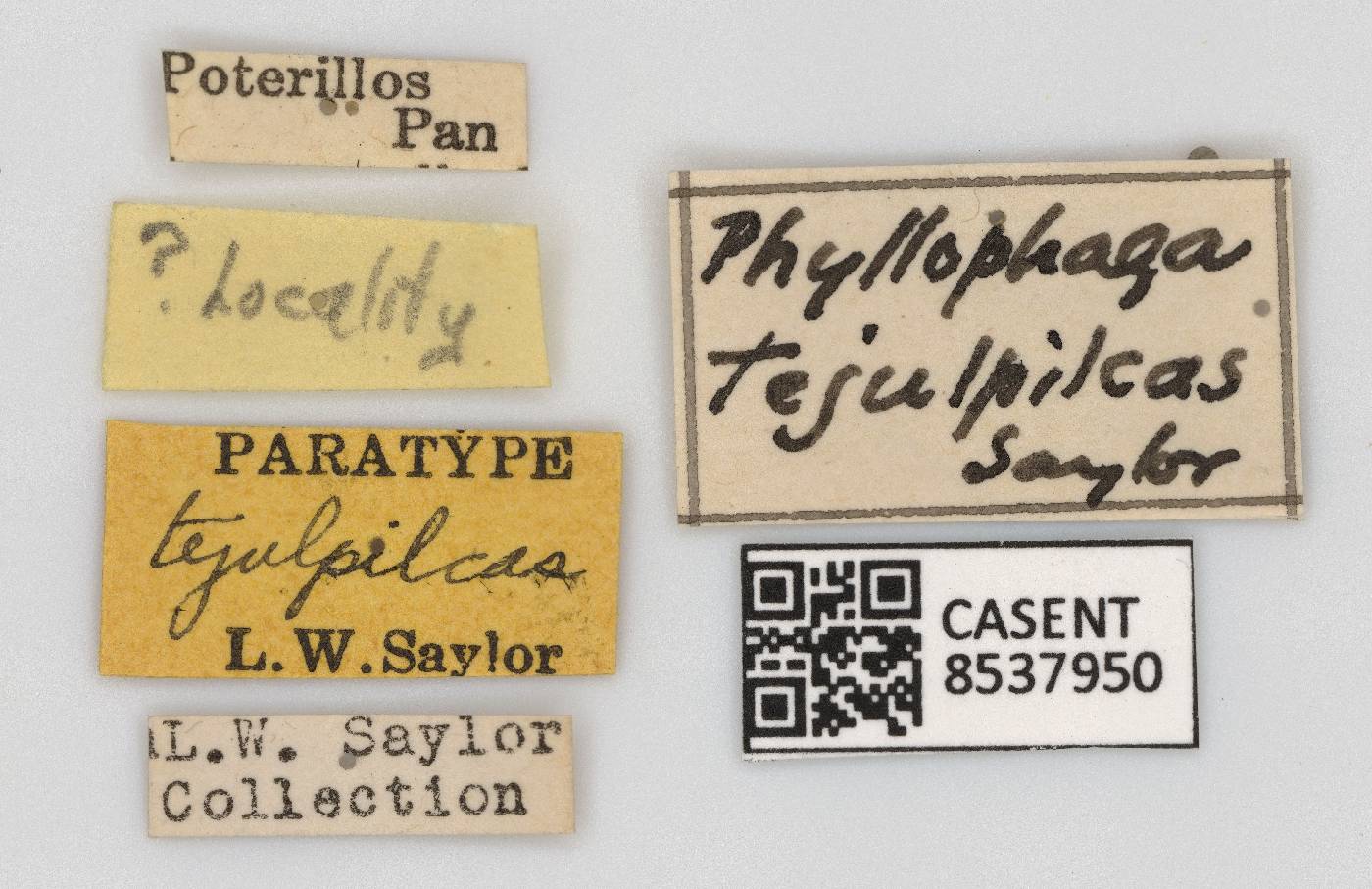 Phyllophaga tejulpilcas image