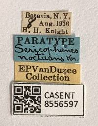 Sericophanes heidemanni image