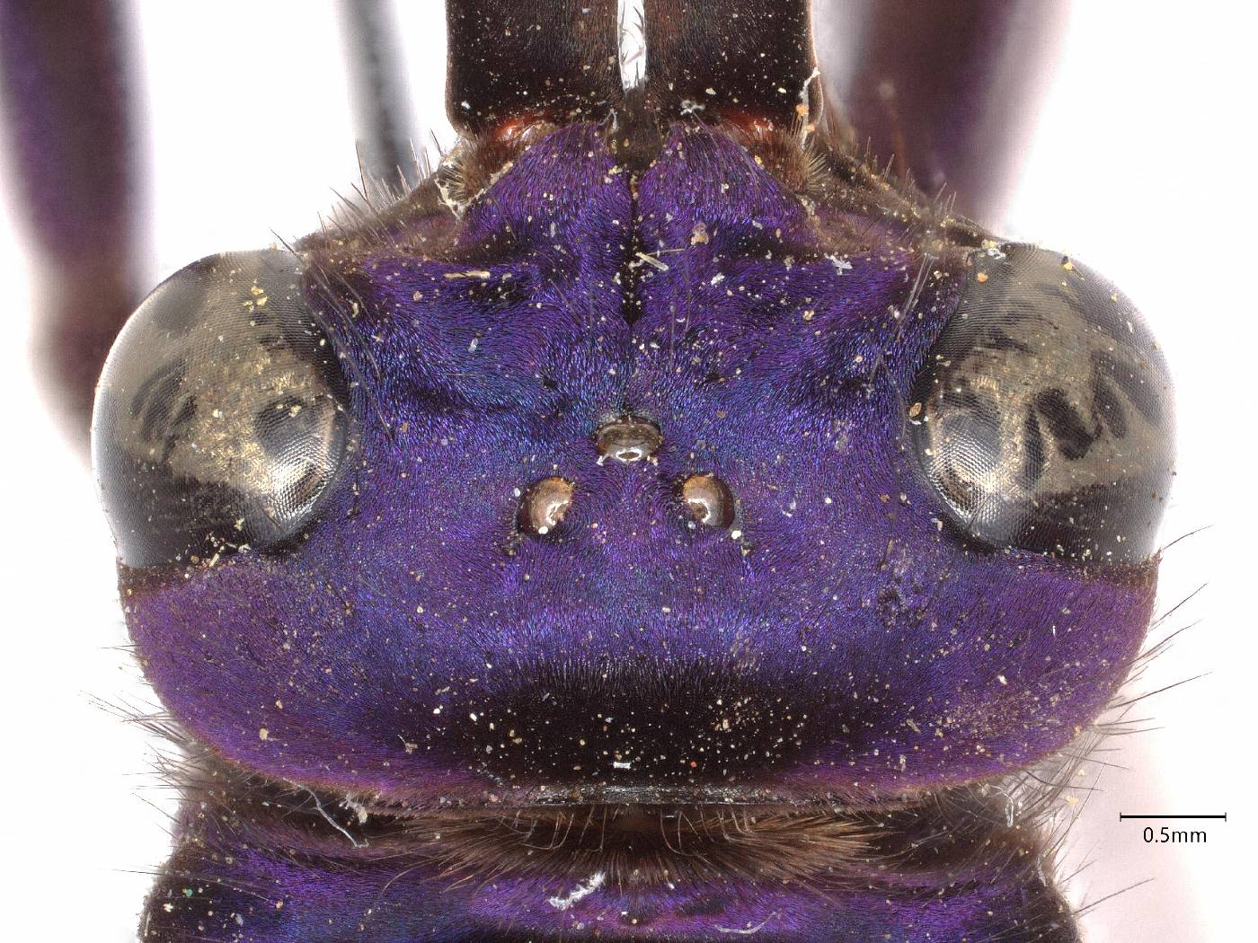 Pepsis basifusca image