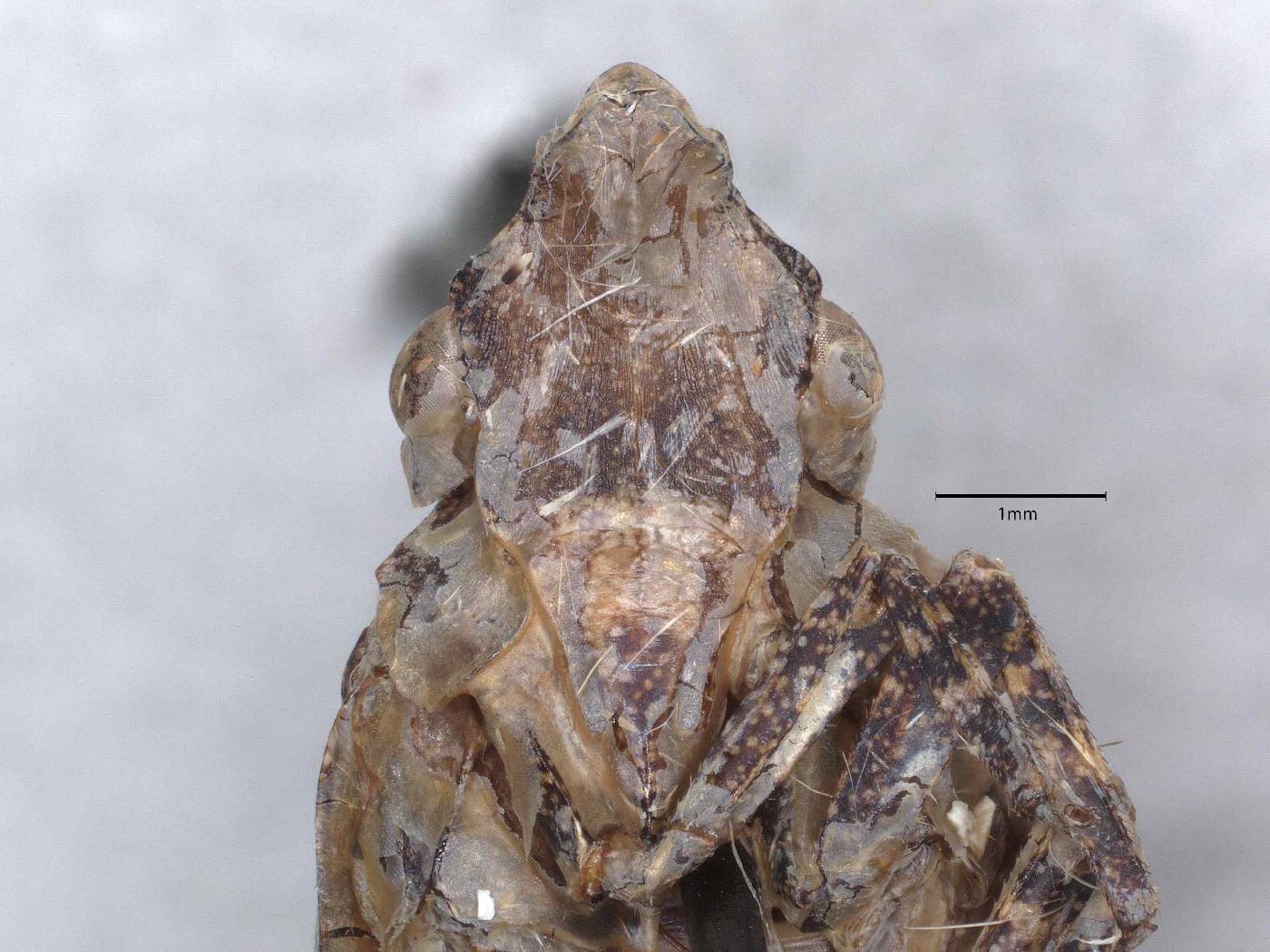 Amycle pinyonae image