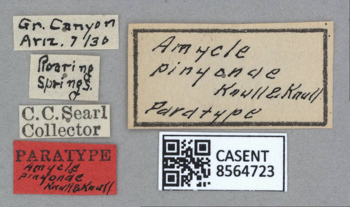 Amycle pinyonae image