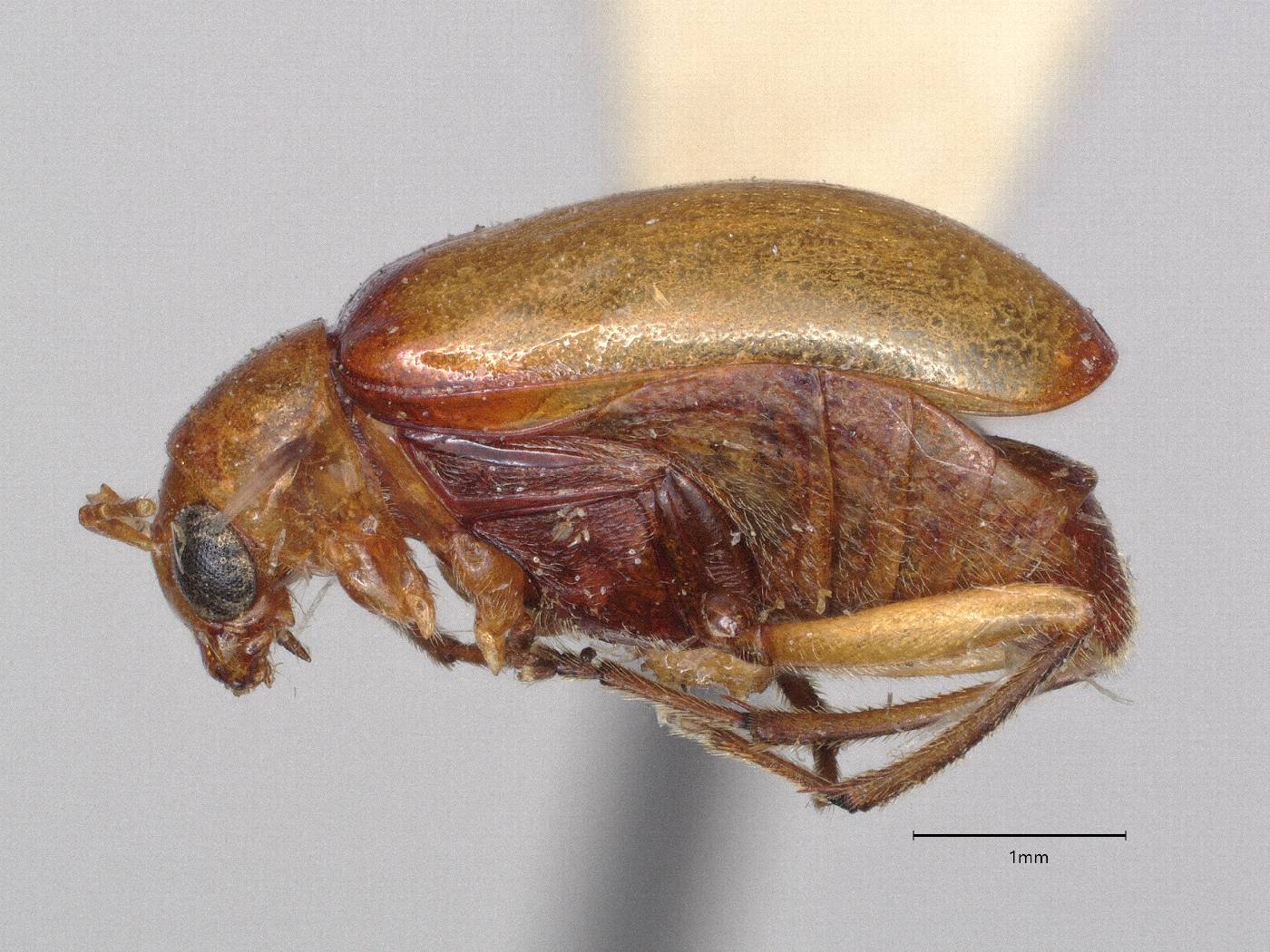Paleosepharia basipennis image