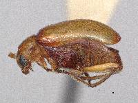 Paleosepharia basipennis image