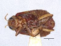 Paleosepharia basipennis image