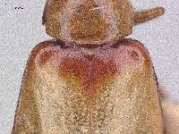 Paleosepharia basipennis image