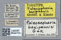 Paleosepharia basipennis image
