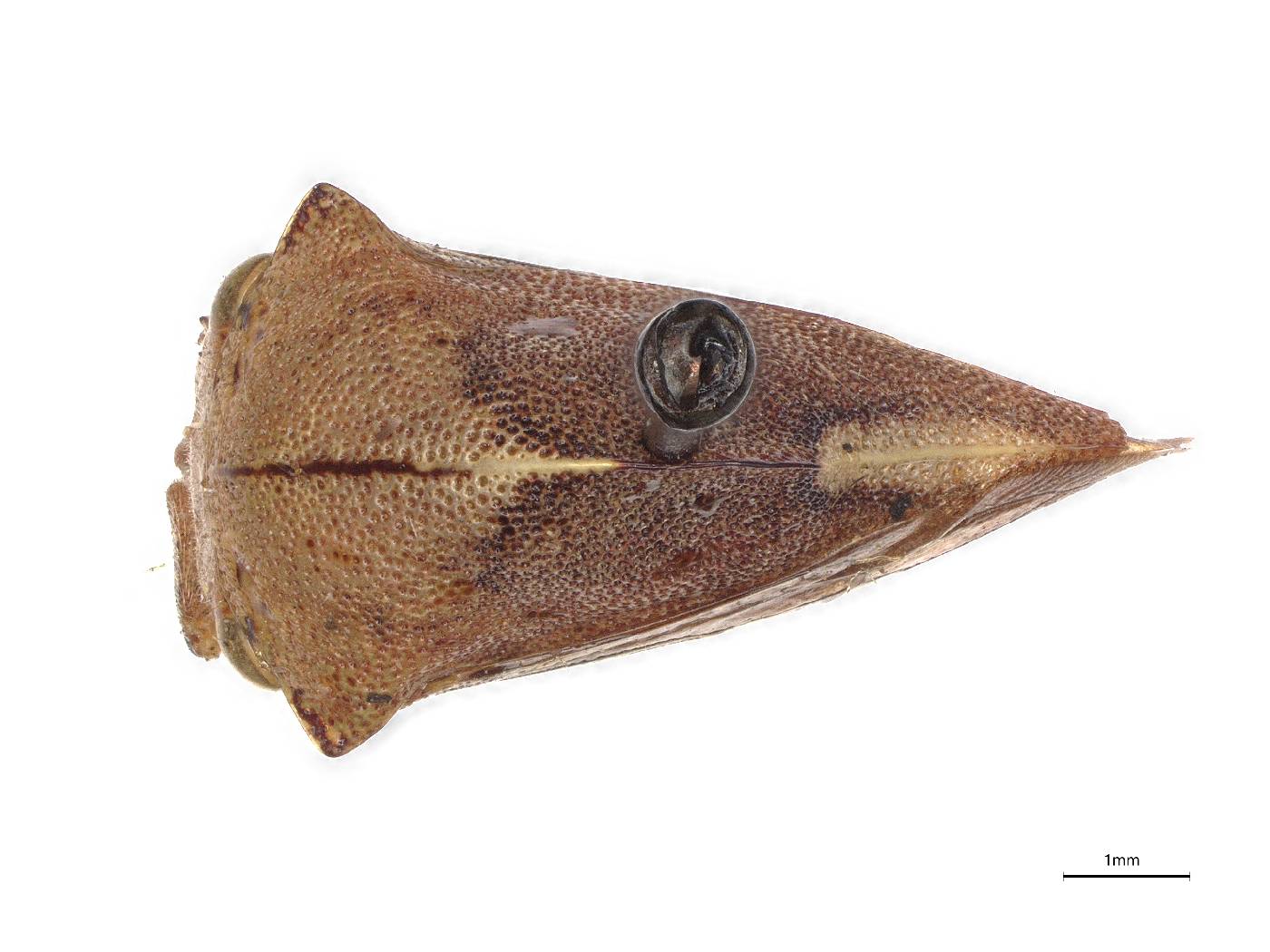 Telamona vestita image