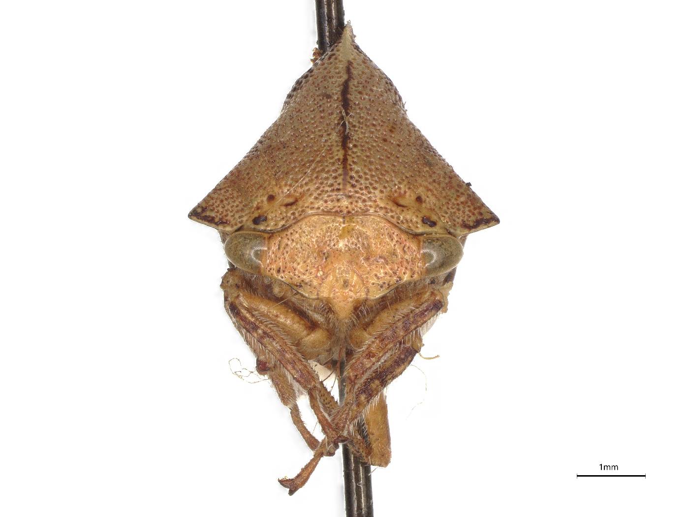 Telamona vestita image