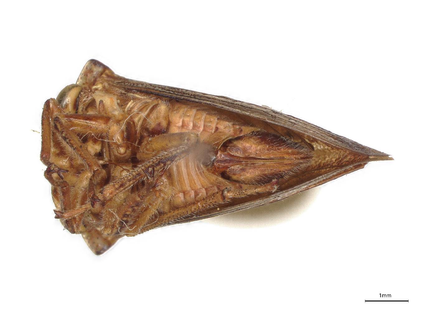 Telamona vestita image