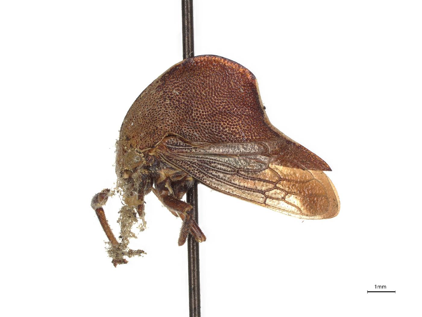 Telamona vestita image