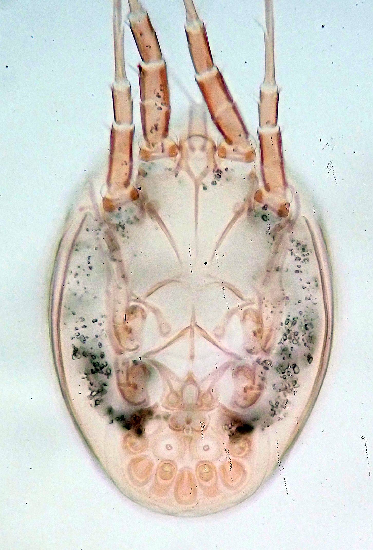 Acariformes image