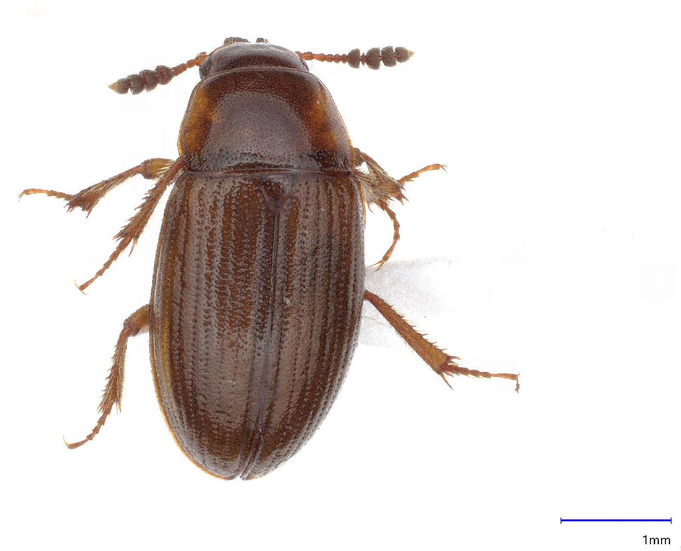 Sogdini image