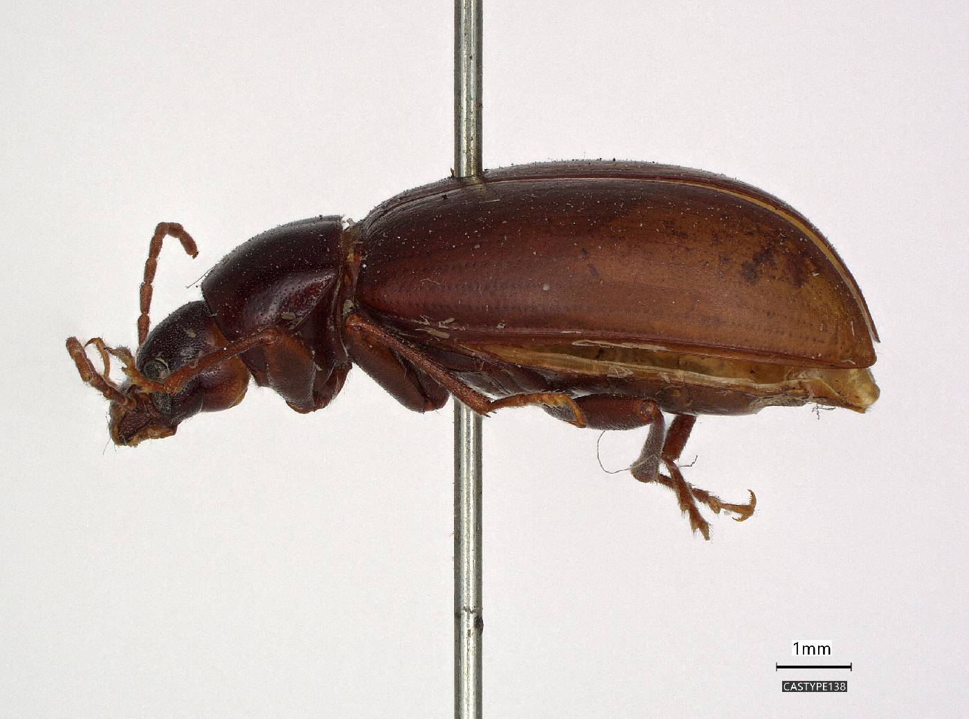 Phedius opaculus image