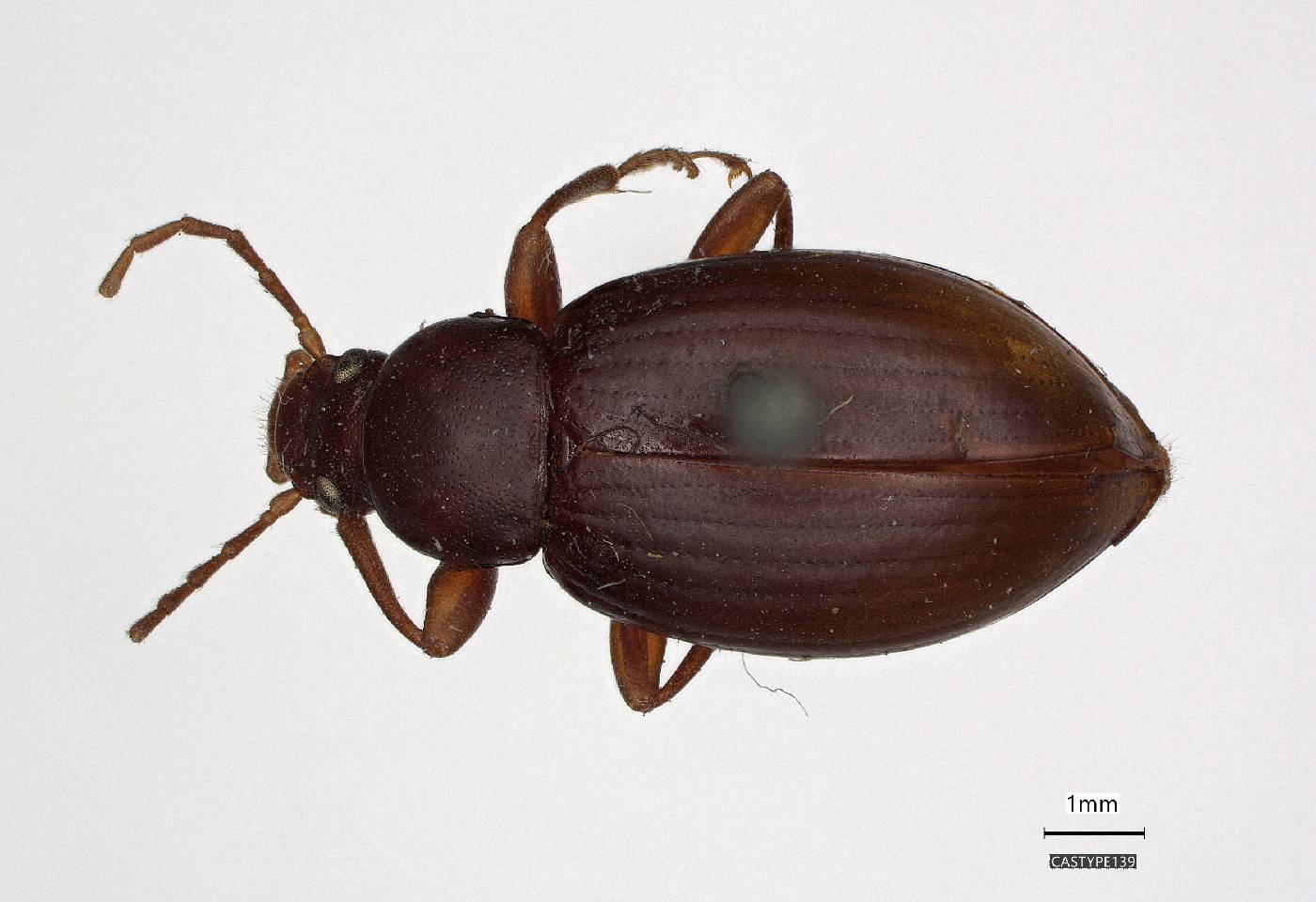 Phedius opaculus image