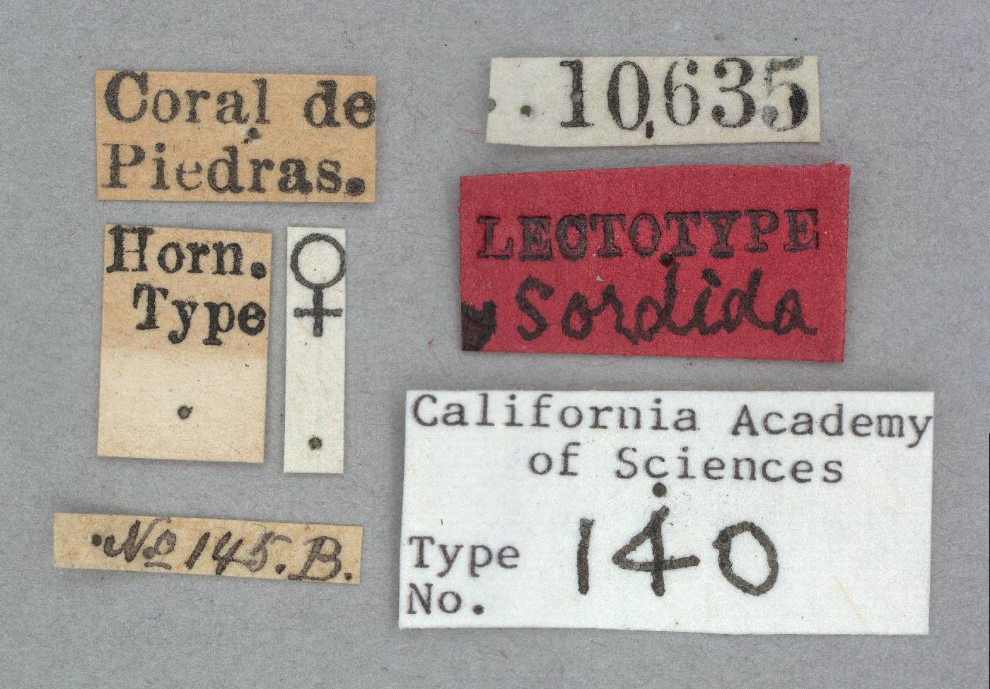 Allecula sordida image