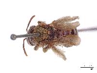 Image of Panurgus manifestus