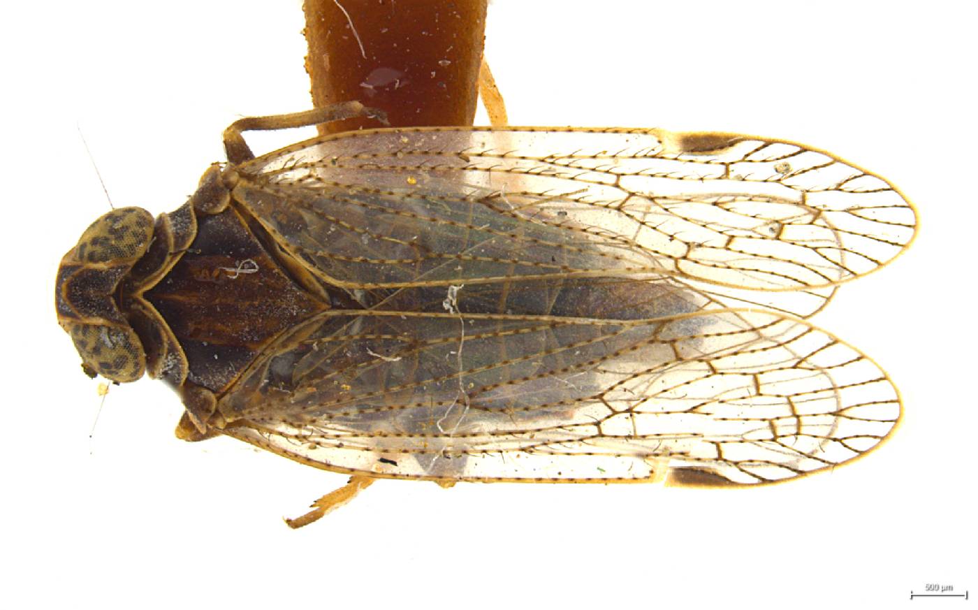 Oliarus hesperius image