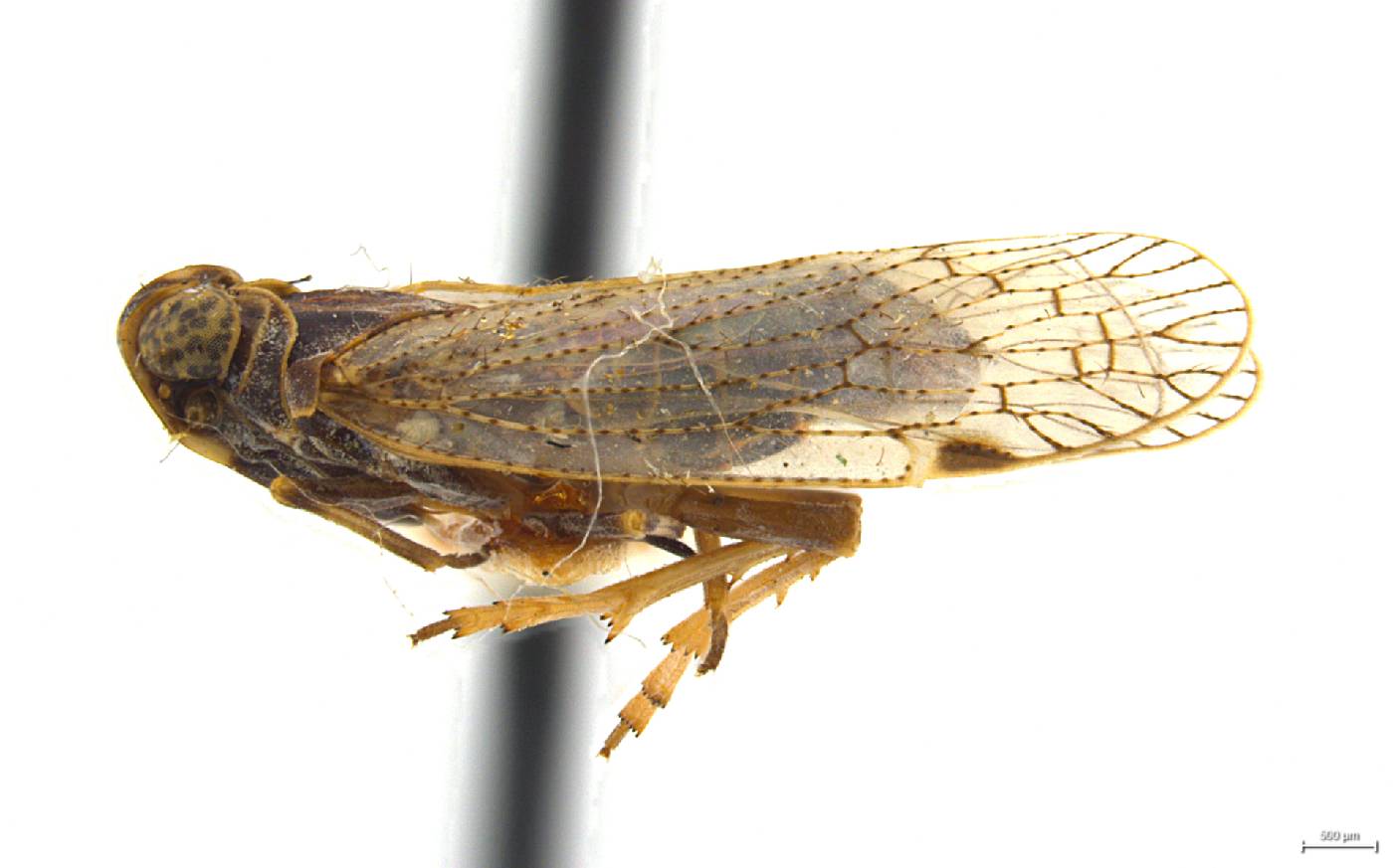 Oliarus hesperius image