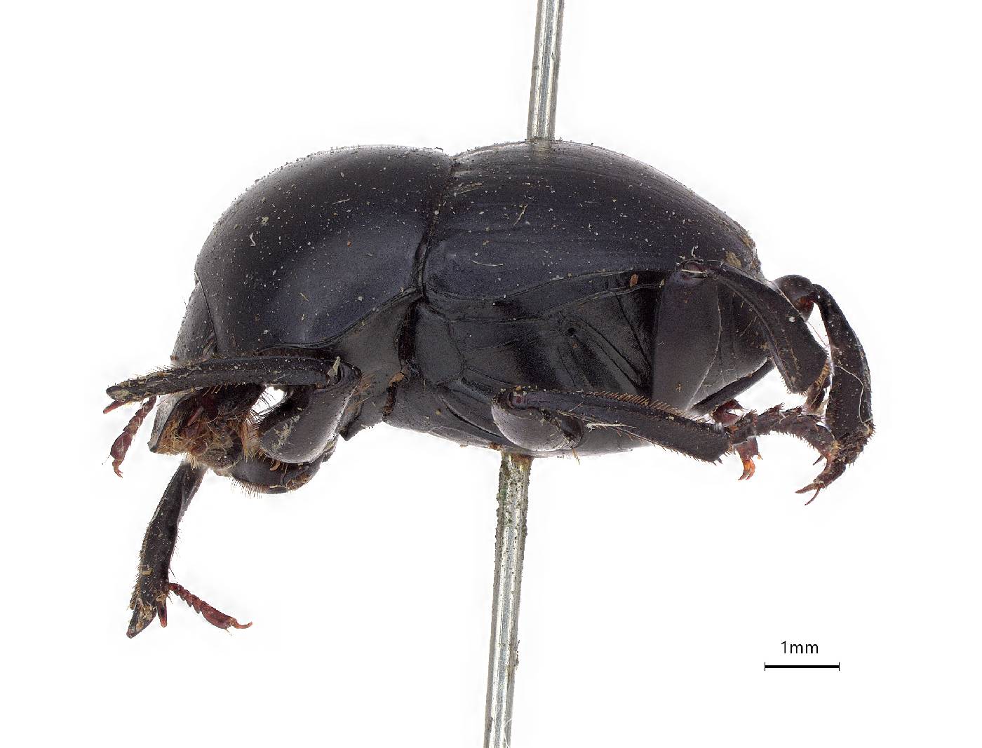 Canthon image
