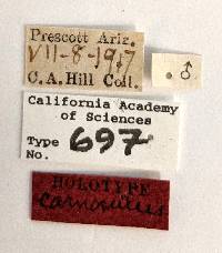 Phytocoris carnosulus image