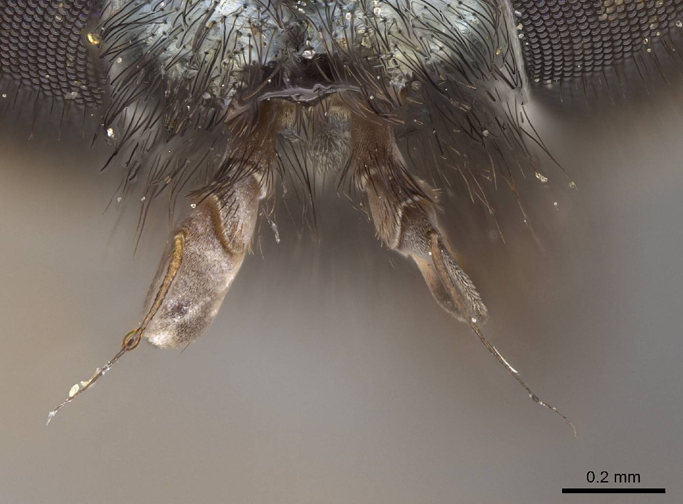 Cnemodon unicolor image