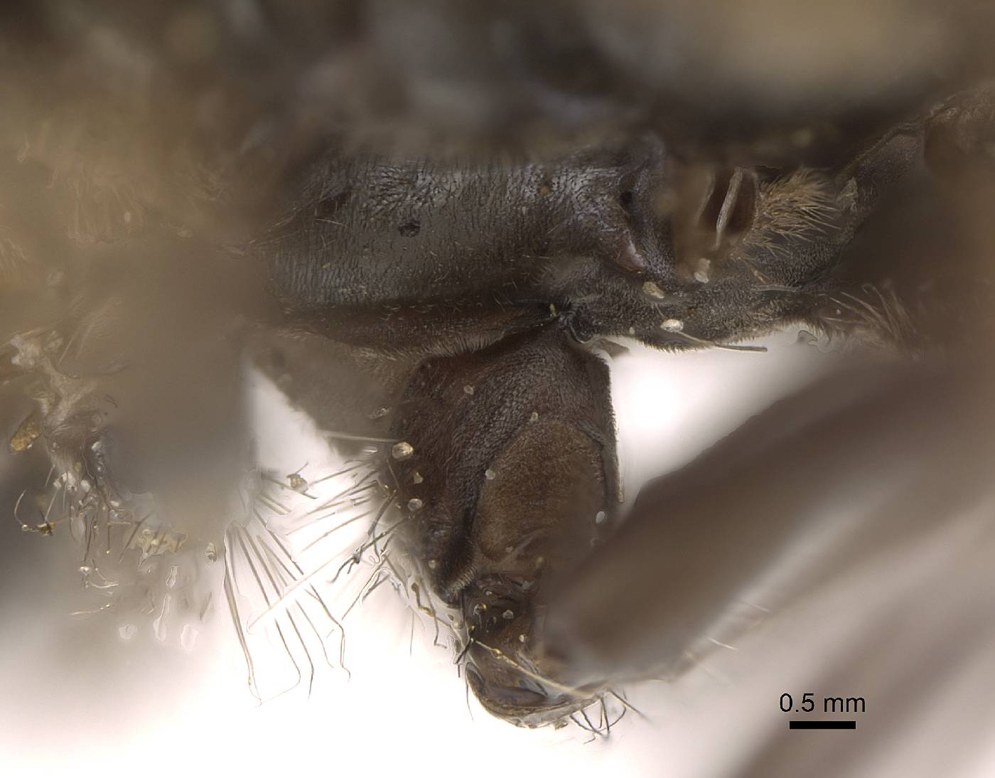 Syrphidae image