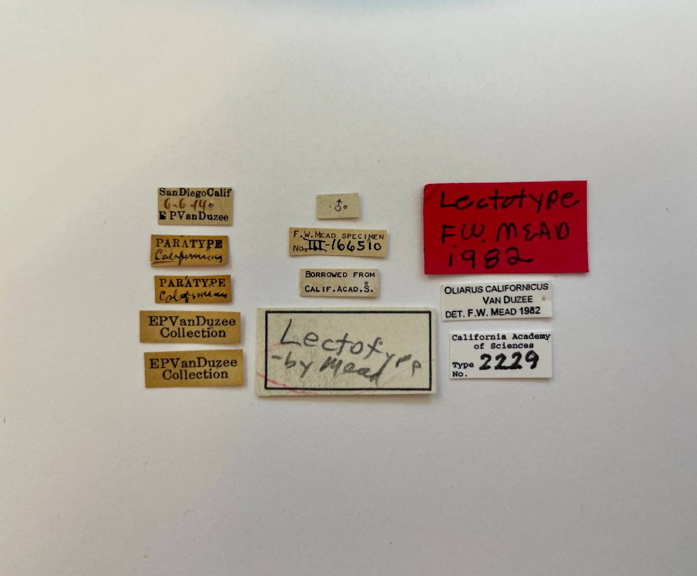 Oliarus californicus image