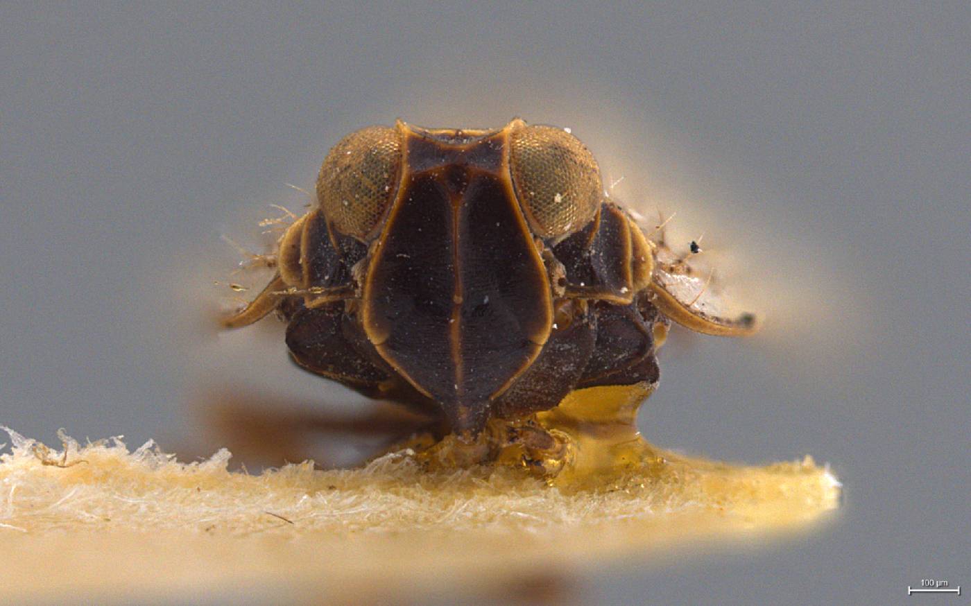 Oliarus fidus image