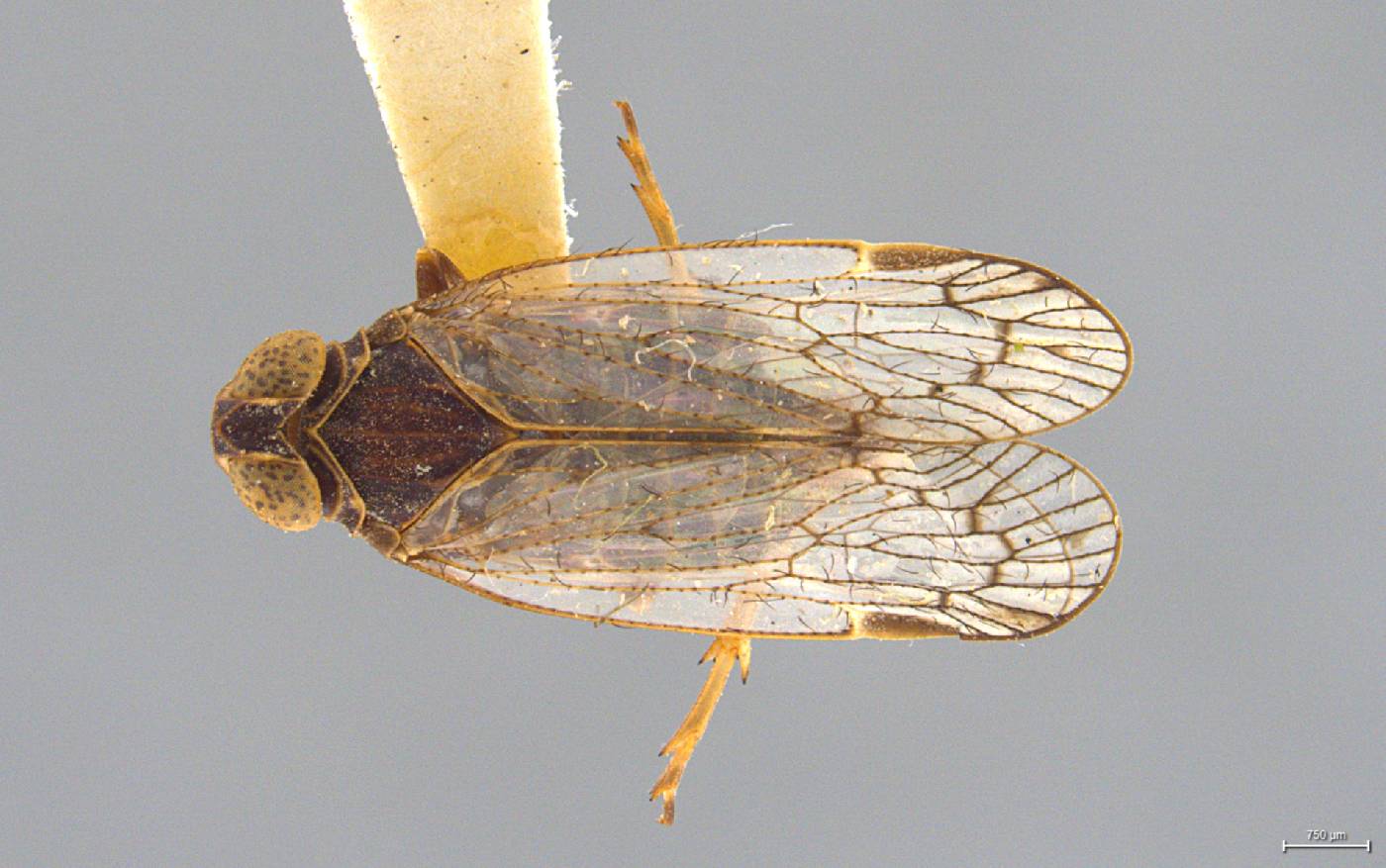 Oliarus truncatus image