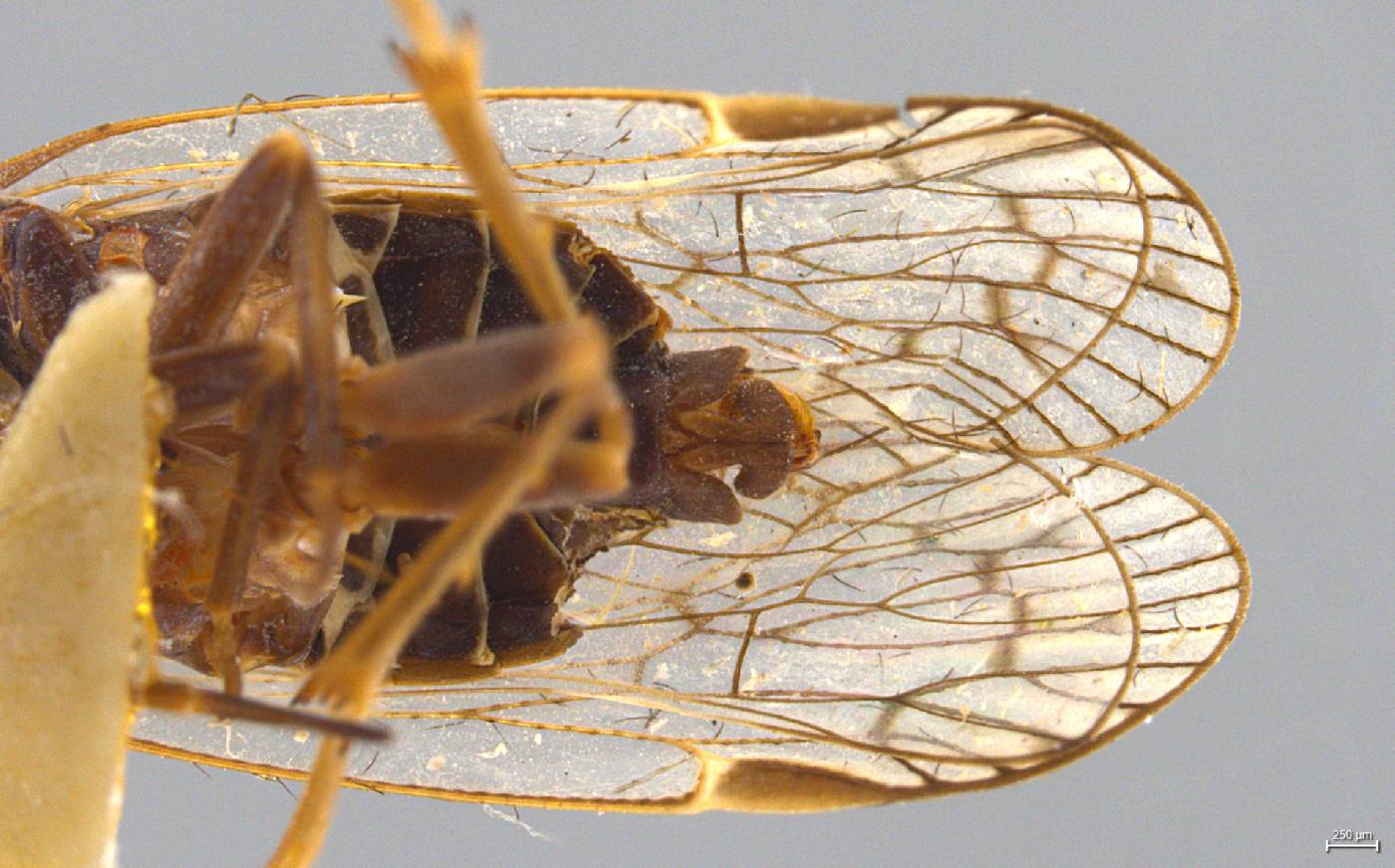 Oliarus truncatus image