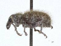 Miloderoides cinereus image