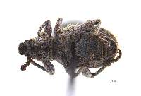 Miloderoides cinereus image