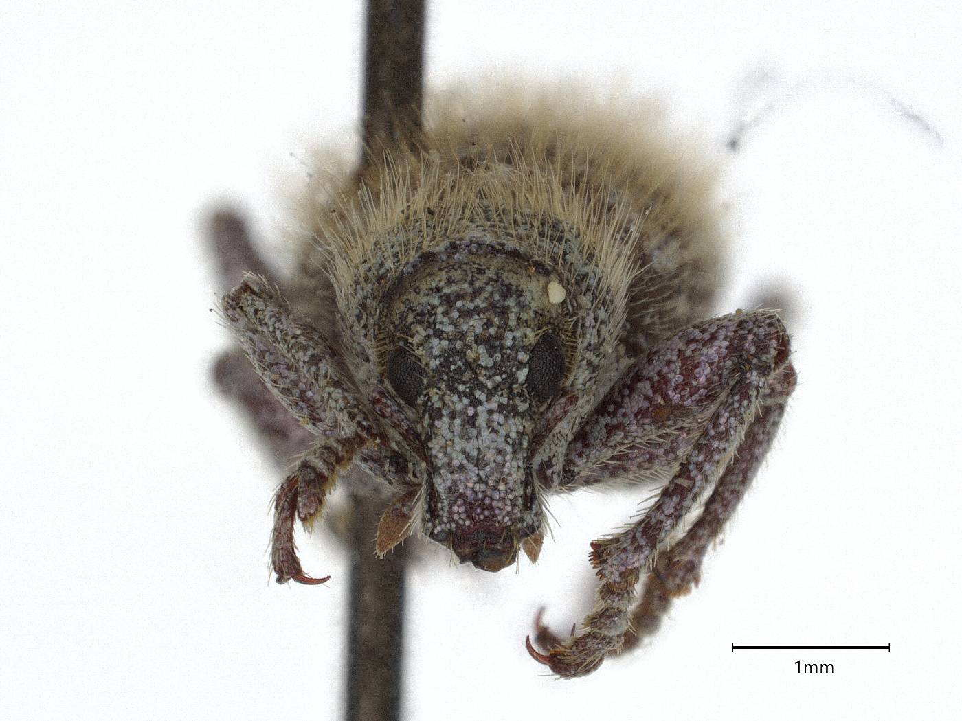 Miloderoides cinereus image