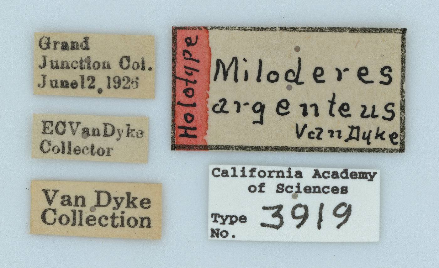 Miloderoides cinereus image