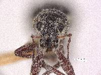 Mitostylus elongatus image
