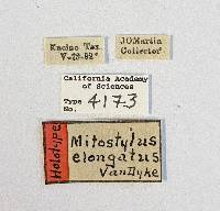 Mitostylus elongatus image