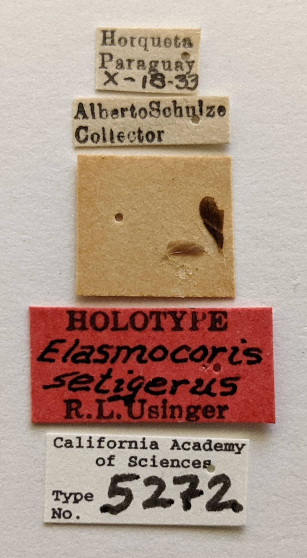 Elasmocoris setigerus image