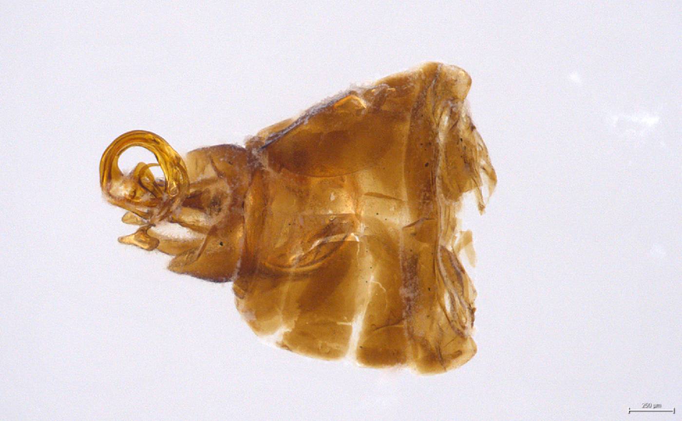Oliarus retentus image