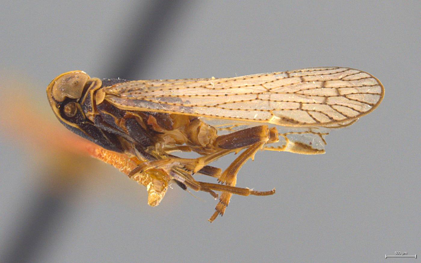 Oliarus retentus image