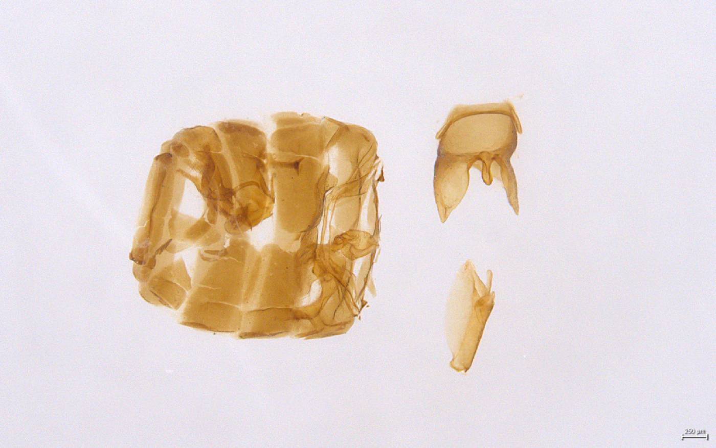 Oliarus rarus image