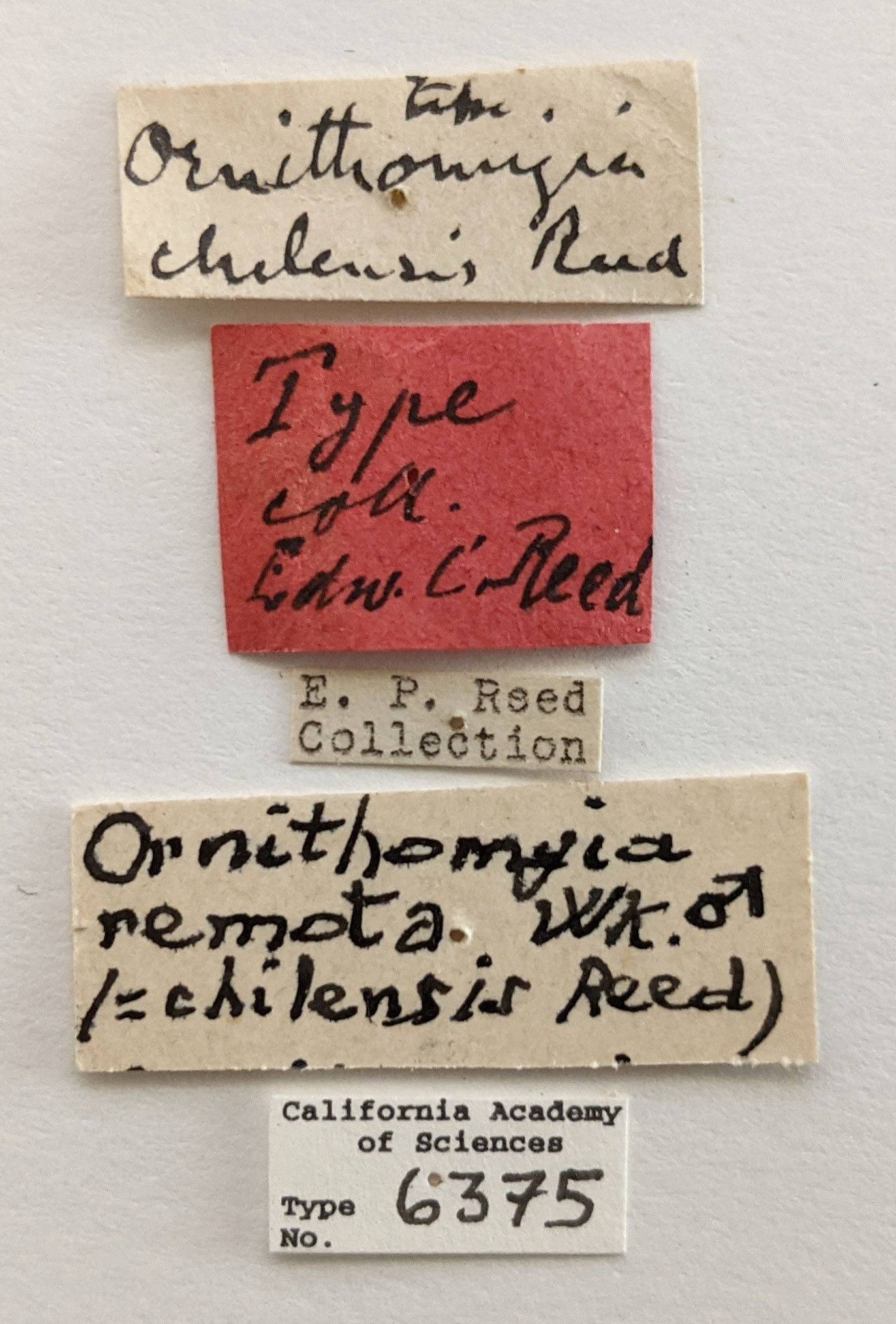 Ornithomyia chilensis image