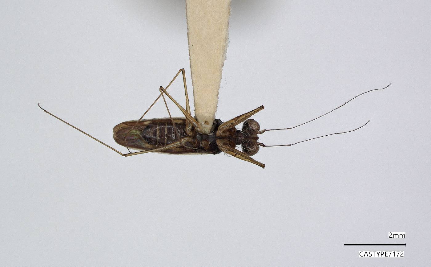 Erianotus buenoi image