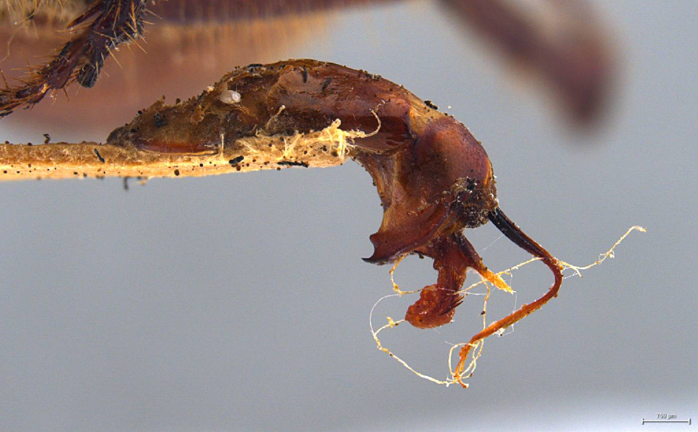 Phyllophaga cristobala image