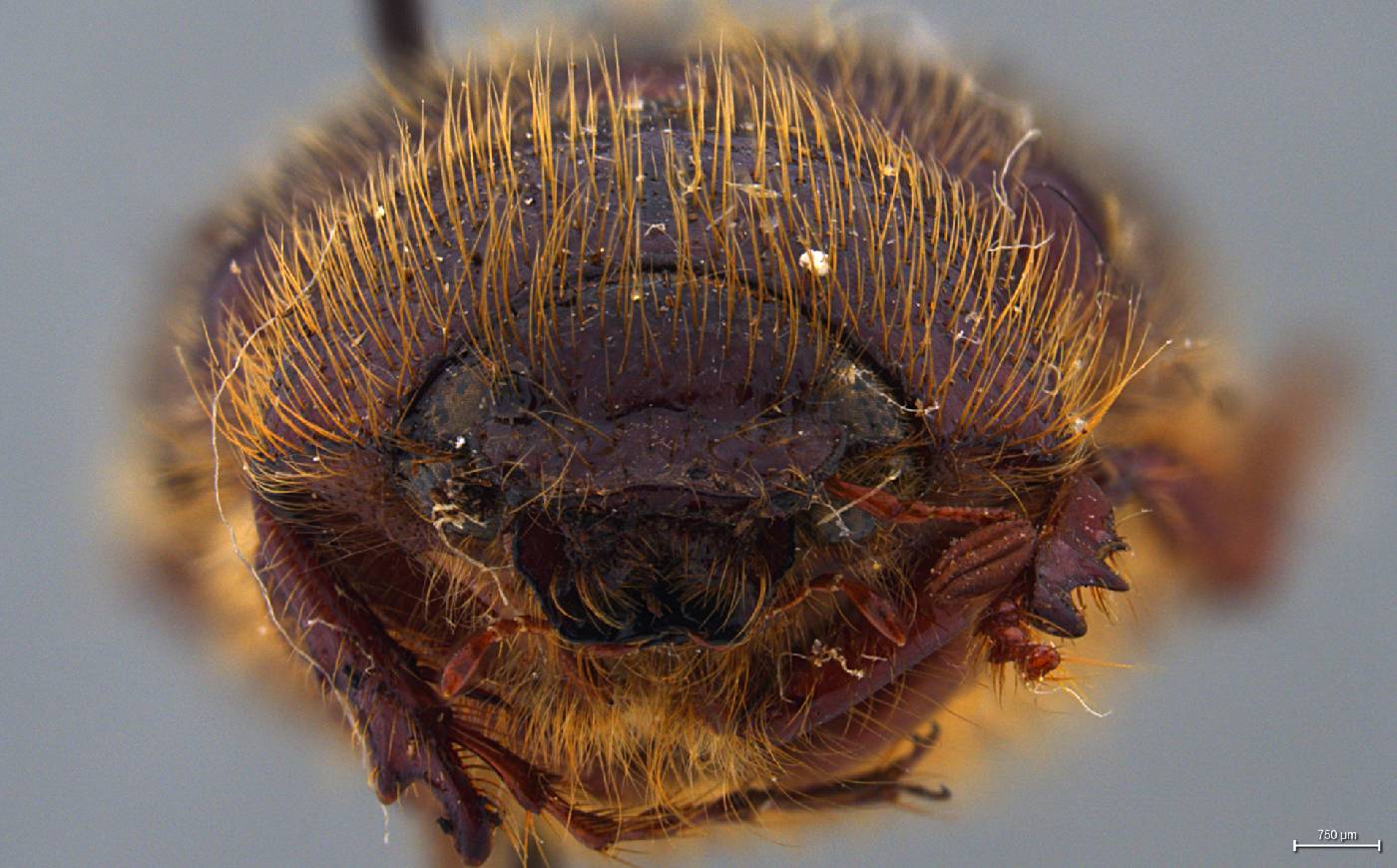 Phyllophaga poterillosa image