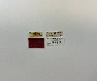 Phyllophaga poterillosa image