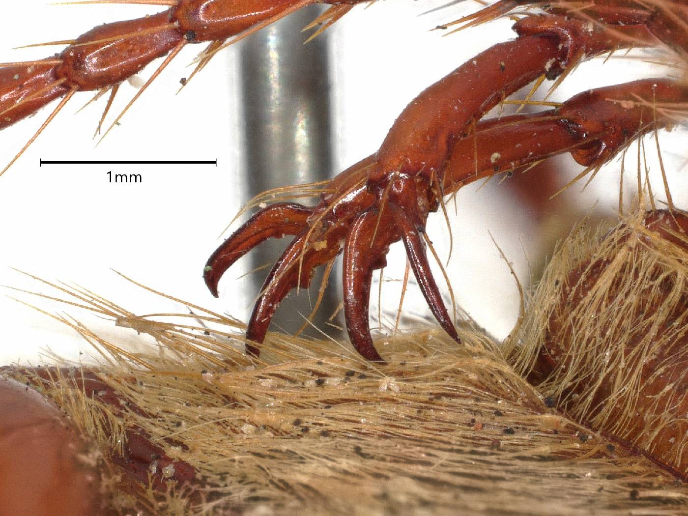 Phyllophaga vandykei image