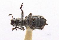 Pandeleteius lucidillus image